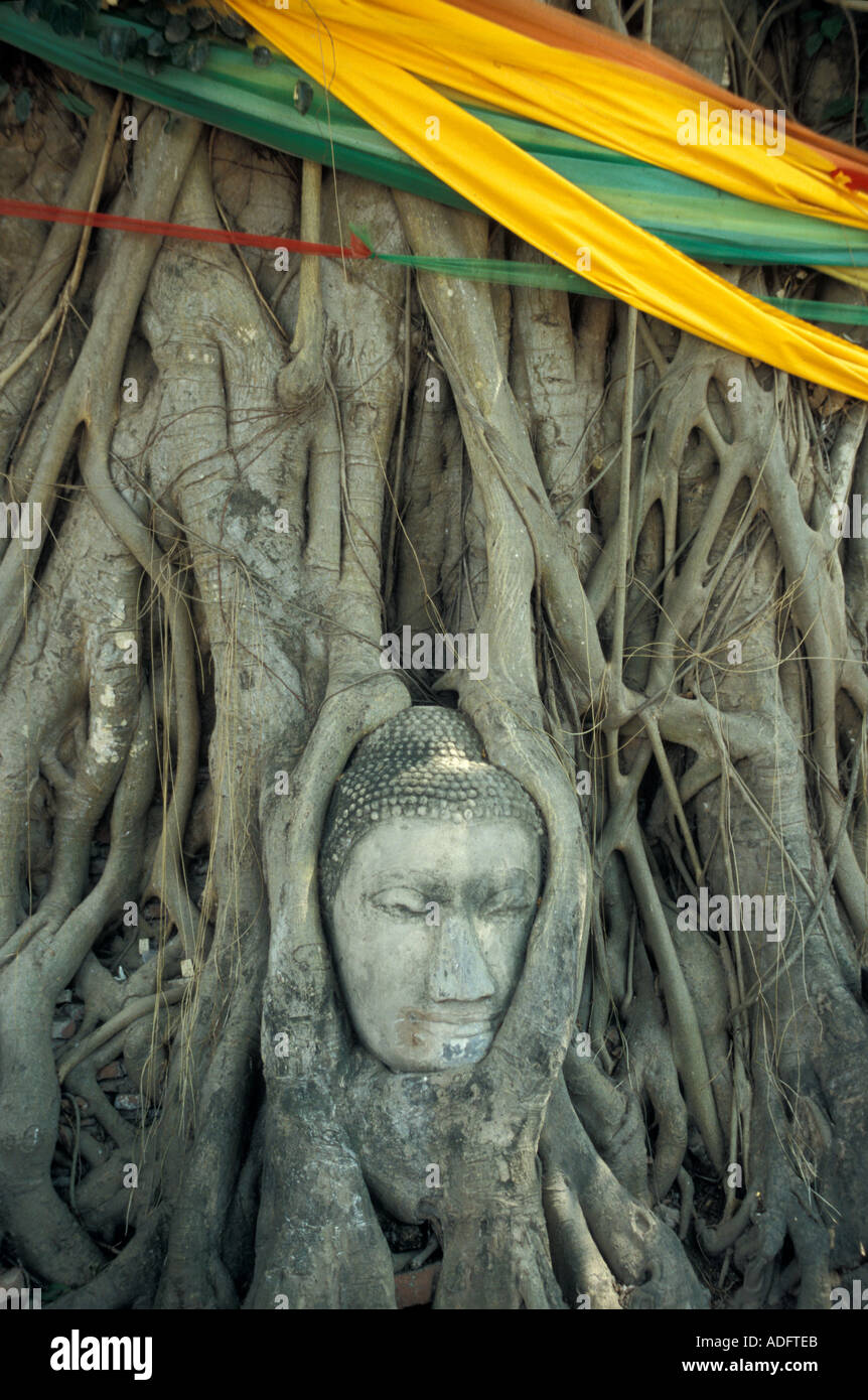 buddha head in tree at Wat Mahathat, Ayutthaya Thailand Stock Photo