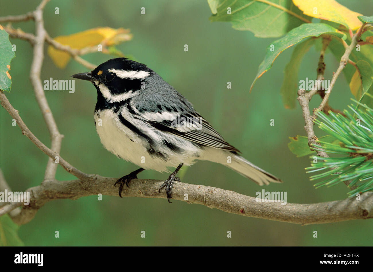 Male Black-throated Gray Warbler perches in spring decidous tree in the Santa Catalina Mountains of southeastern Arizona. Stock Photo