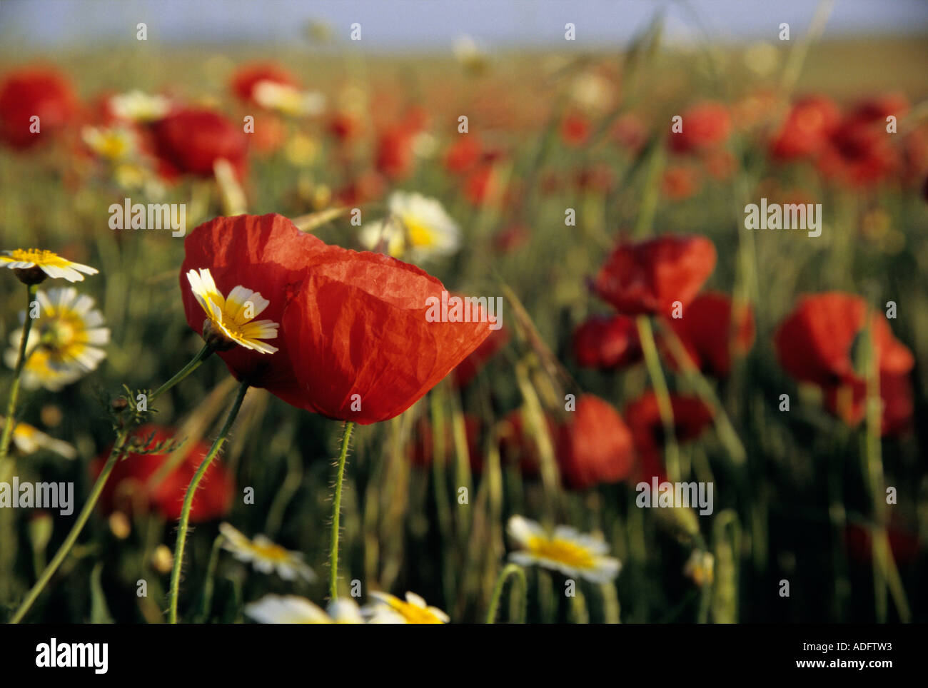 Blossom poppy flower field hi-res stock photography and images - Alamy