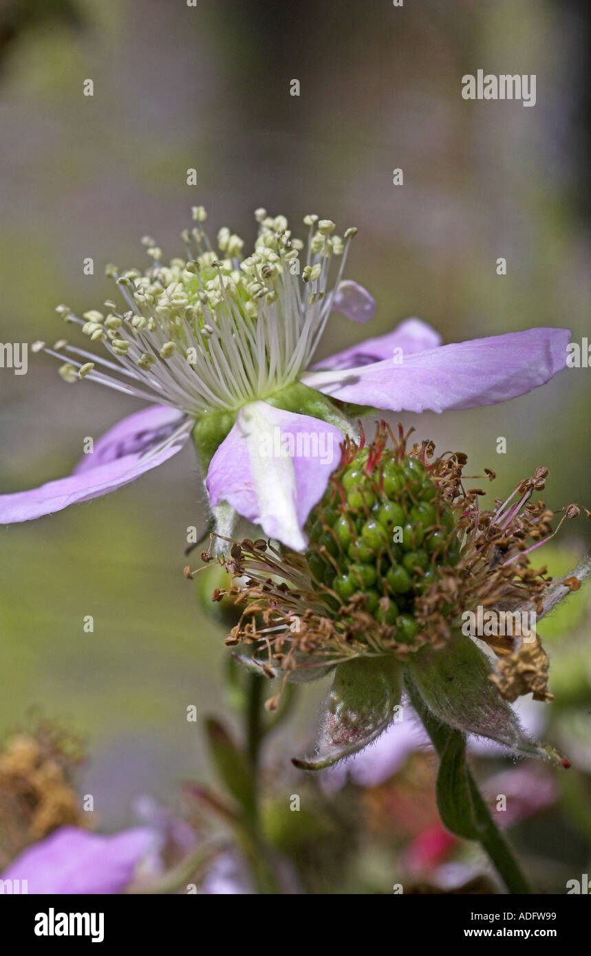 Blackberry life cycle hires stock photography and images Alamy