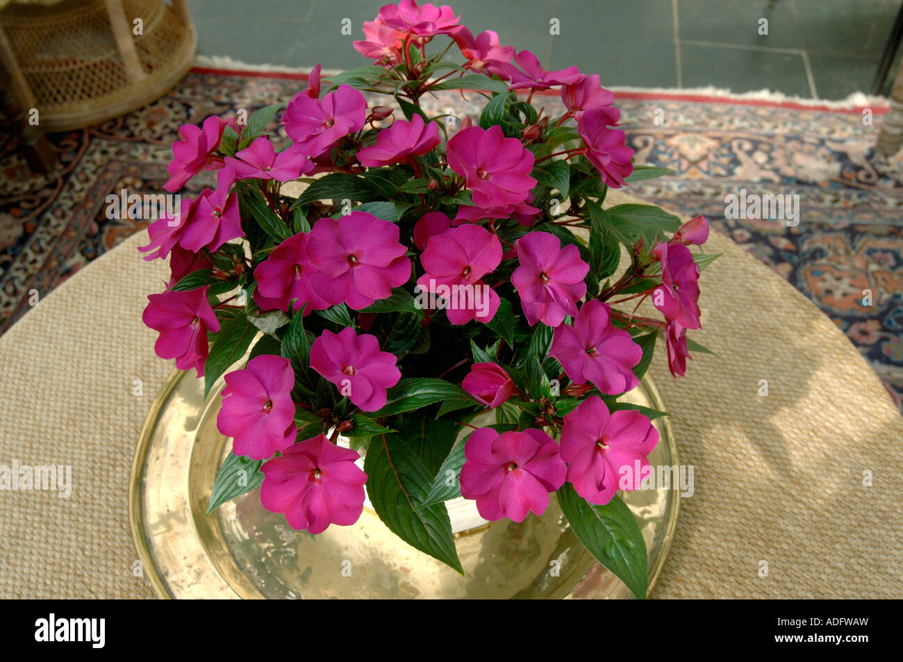 Purple coloured Impatiens New Guinea Hybrid pot plant in full flower Stock Photo