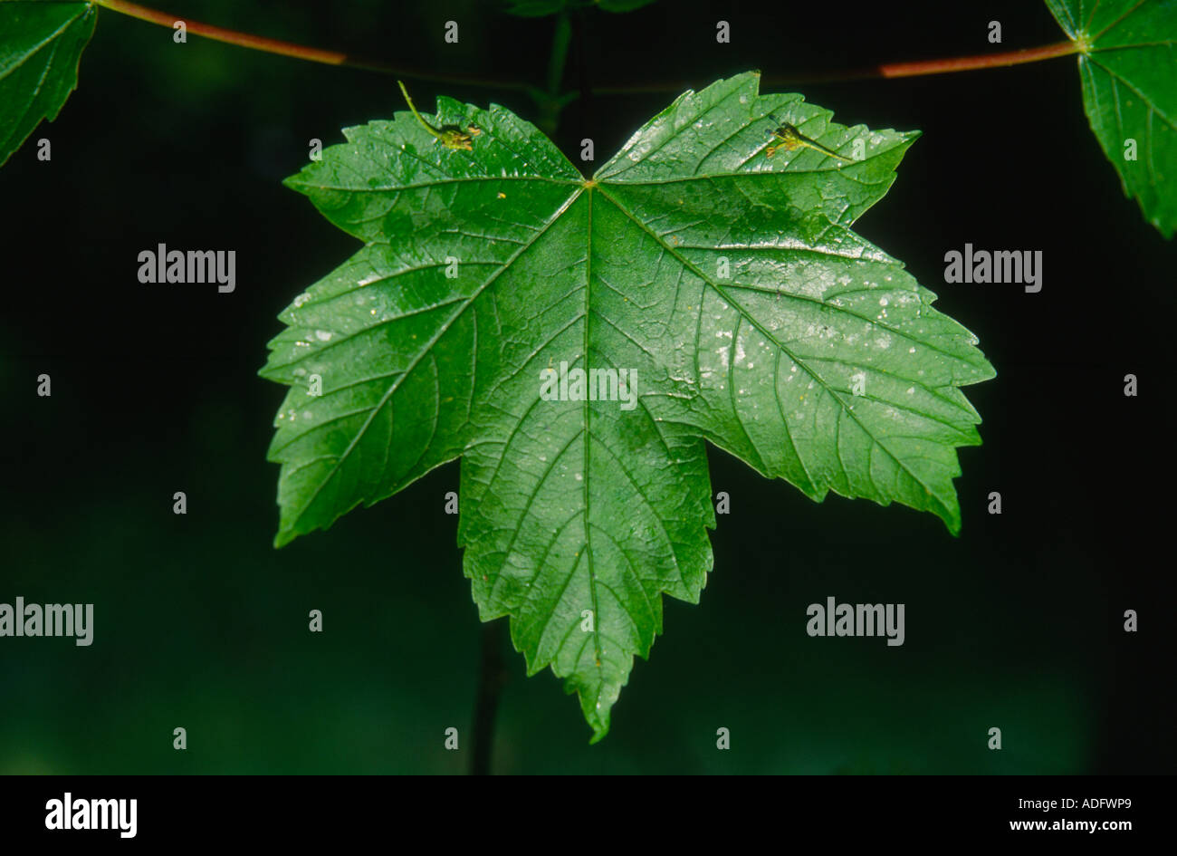 Leaf sycamore tree with sticky sap Stock Photo - Alamy