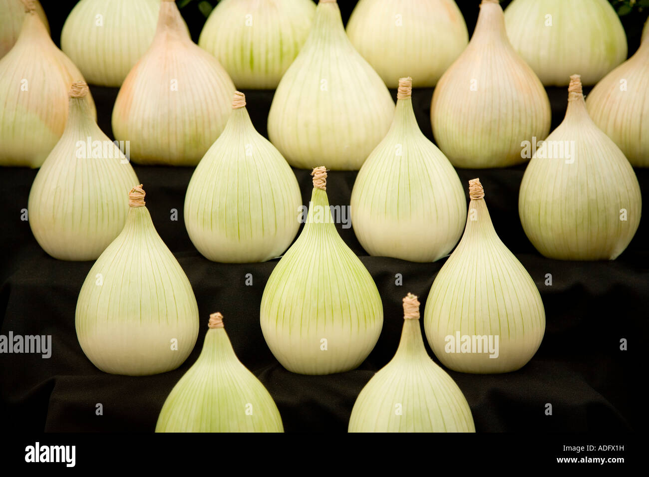 Onion display, Bakewell Show, 2006 Stock Photo