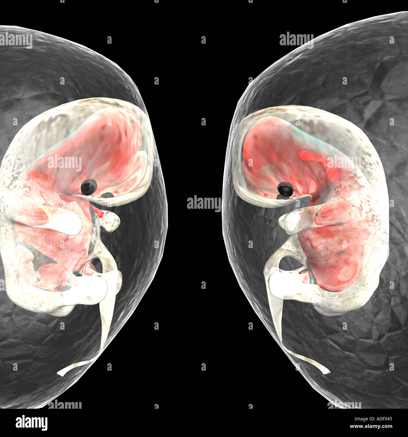 two identical human embryos human foetus reflected 3d computer illustration Stock Photo