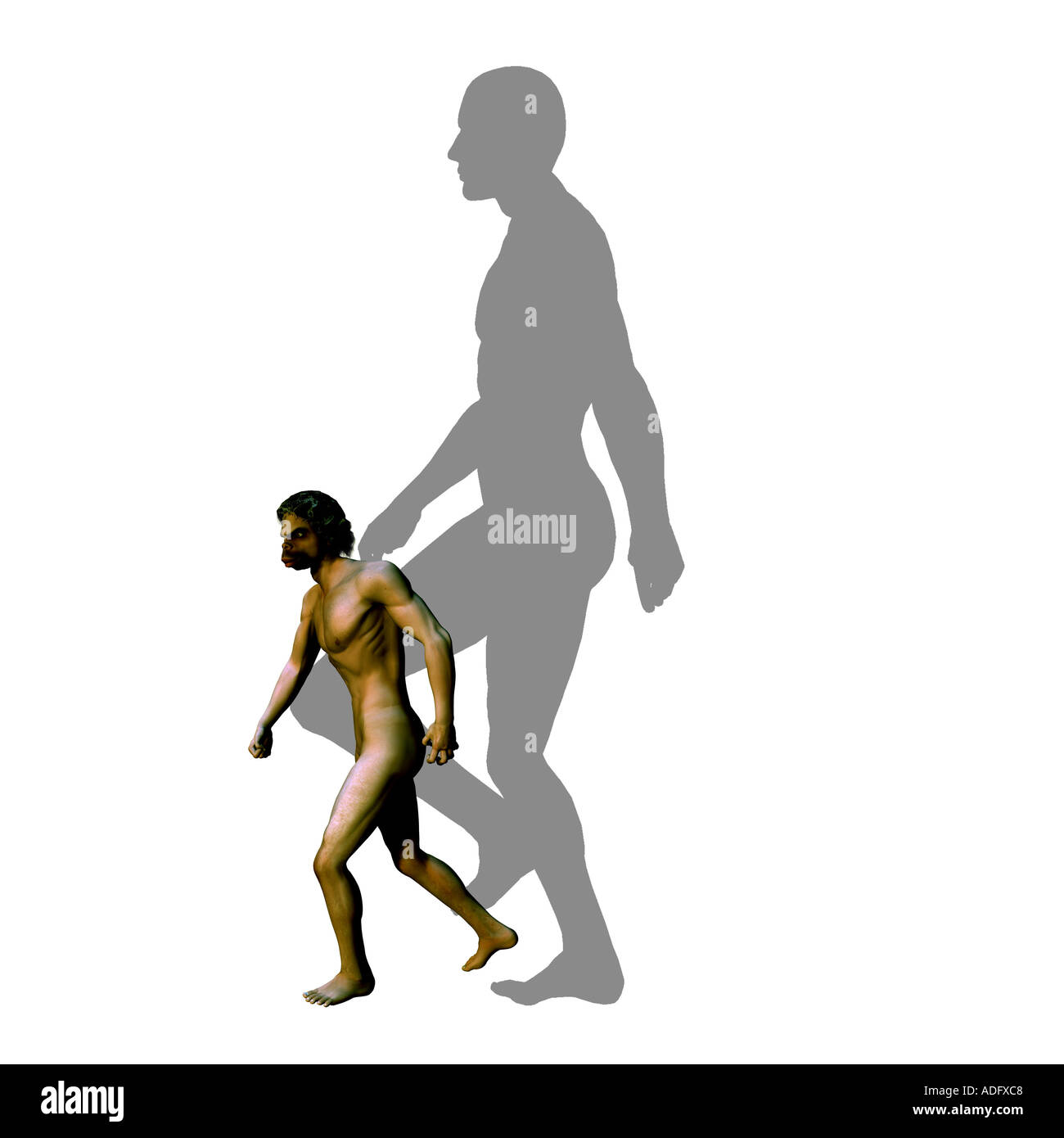 Homo floresiensis the hobbit a size comparason of a newly discovered prehistoric human ancestor compared with modern man Stock Photo