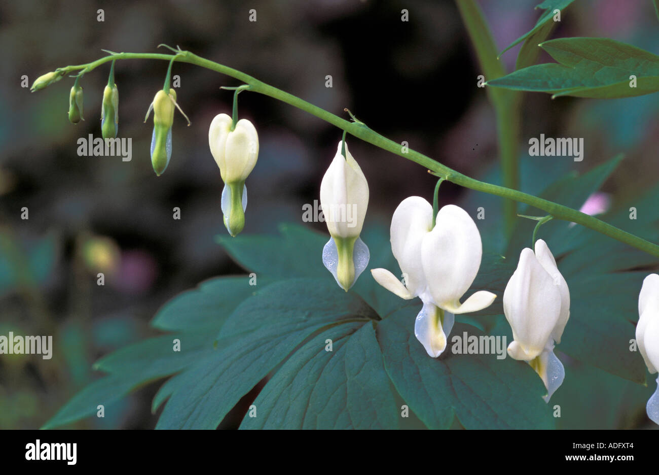Dicentra Spectabilis F Alba Bleeding Hearth Italy Stock Photo Alamy