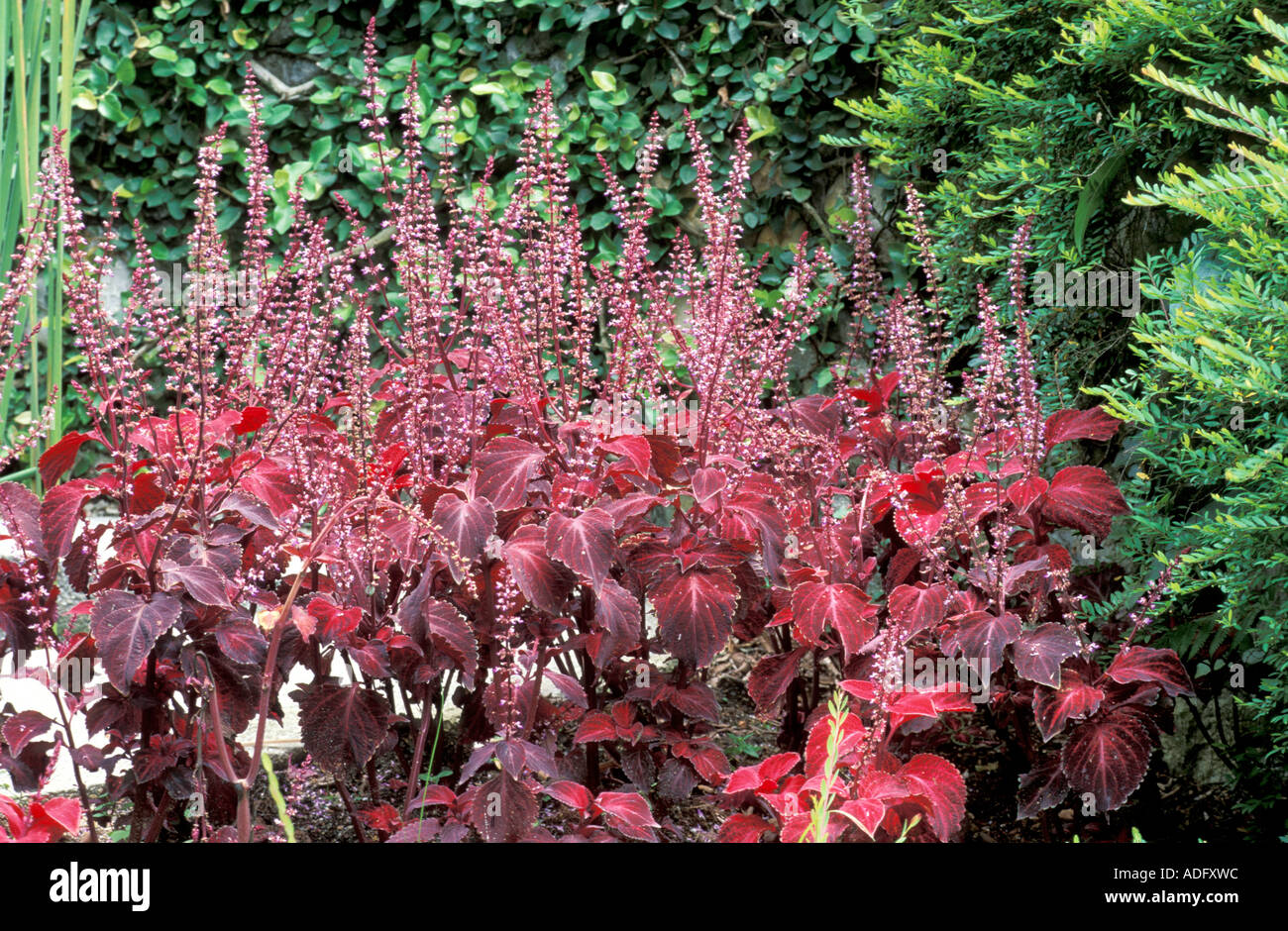 Coleus blumei plant hi-res stock photography and images - Alamy