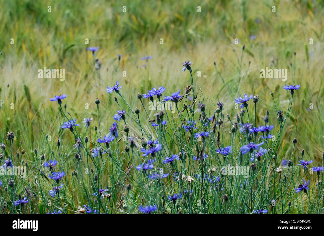 Cornflowers - Centaurea cyanus - in field of barley, France. Stock Photo