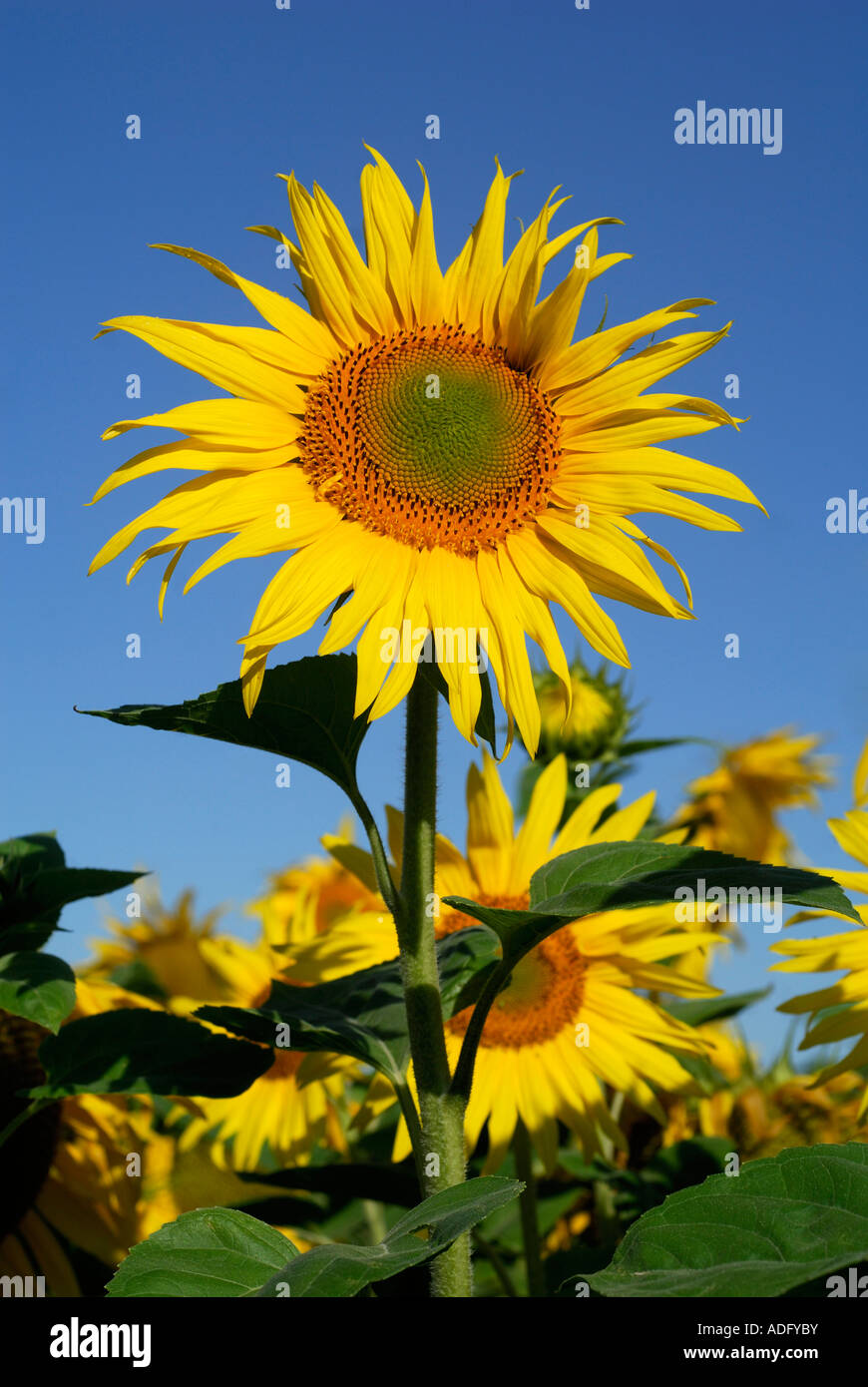 Sunflower, Helianthus annuus, sud-Touraine, France. Stock Photo