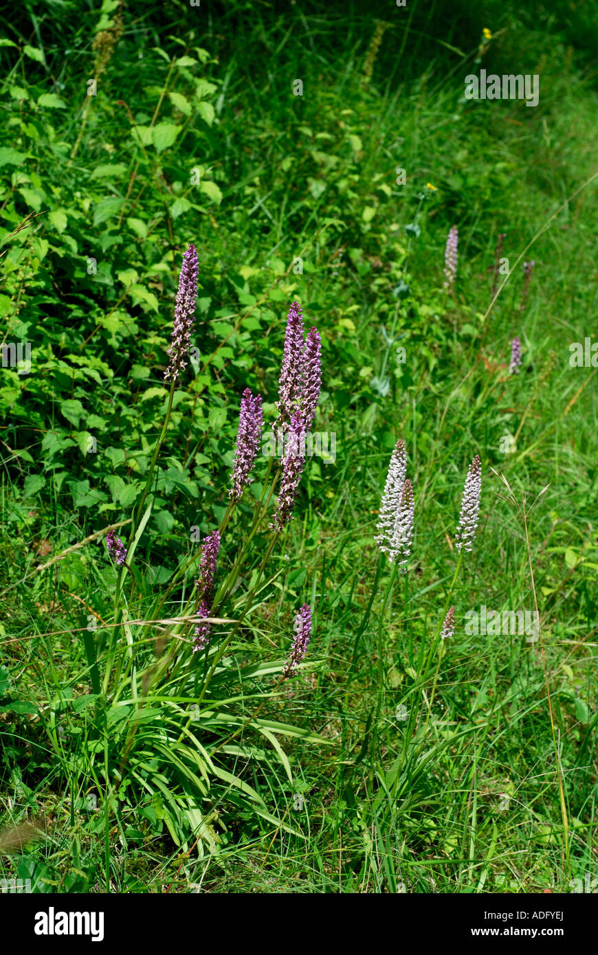 Fragrant Orchids, Gymnadenia conopsea, France. Stock Photo