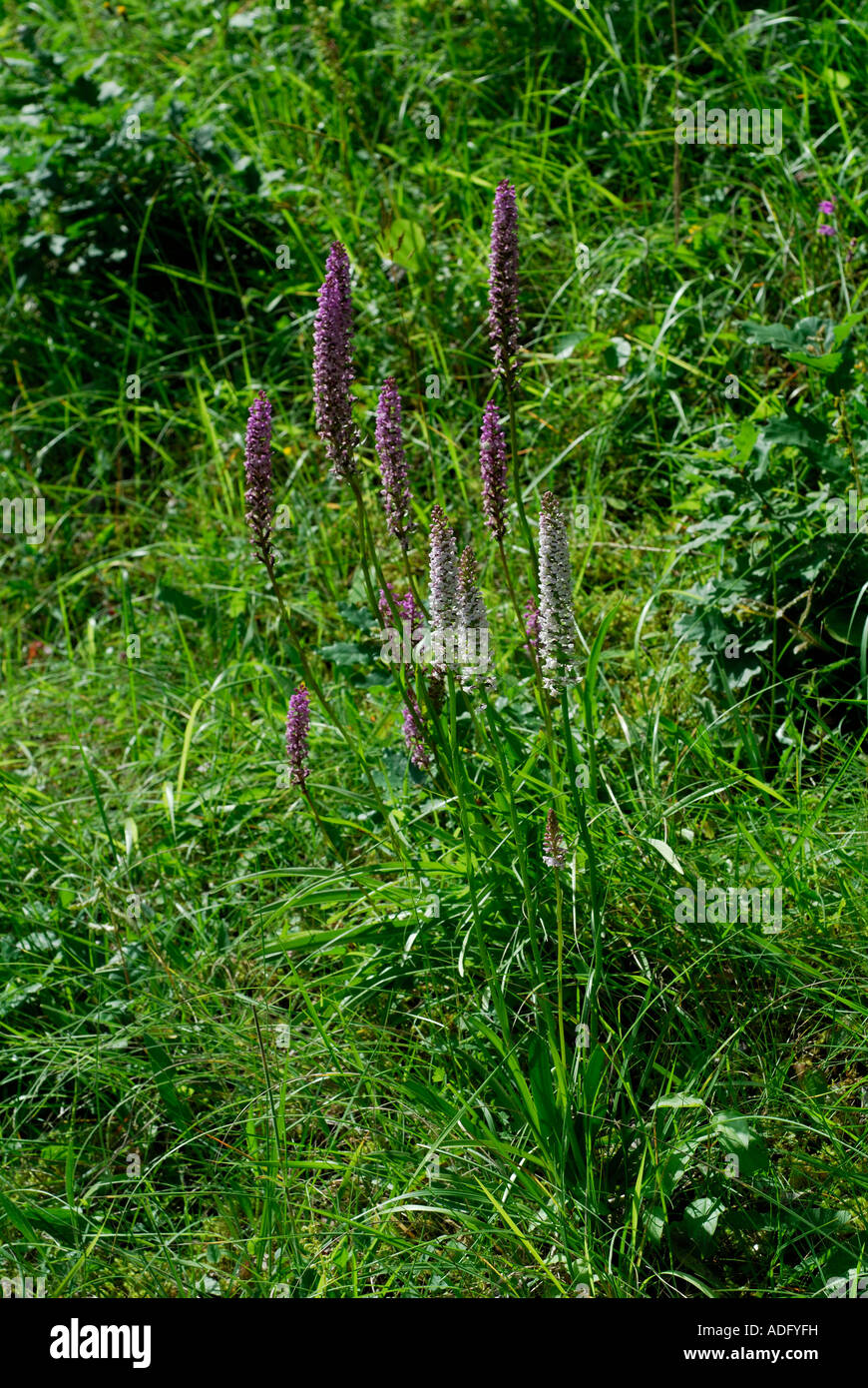 Fragrant Orchids, Gymnadenia conopsea, France. Stock Photo
