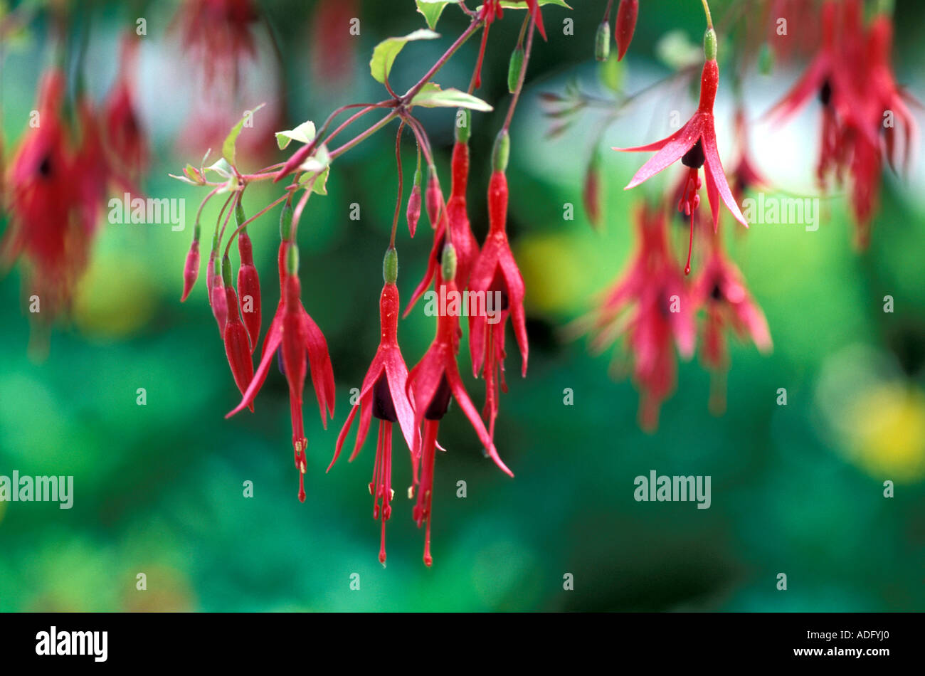 Fuchsia Magellanica Tricolor Italy Stock Photo