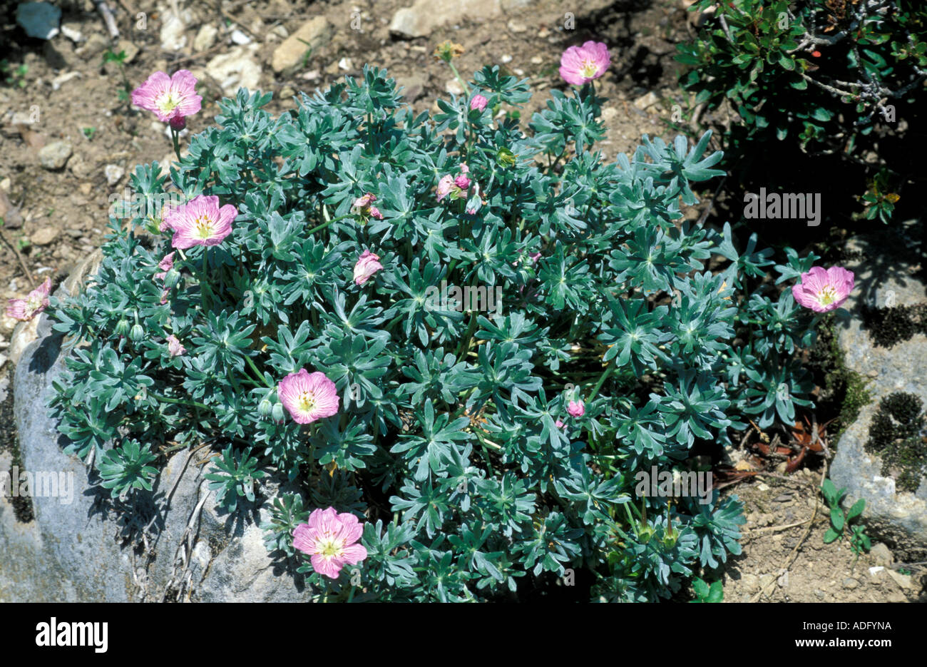 Geranium argenteum hi-res stock photography and images - Alamy