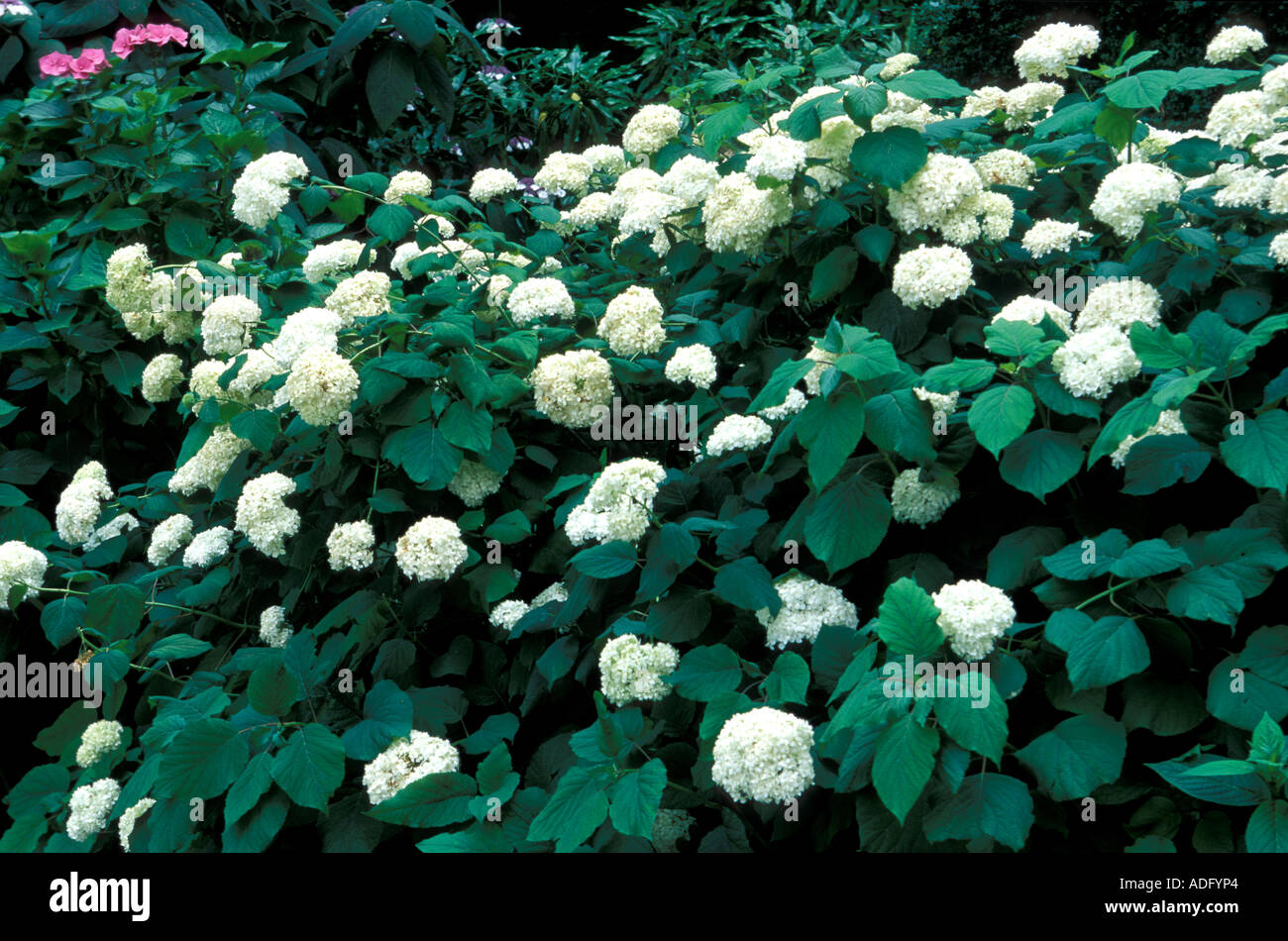 Hydrangea Arborescens Annabelle Italy Stock Photo