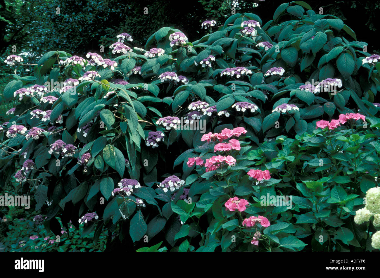 Hydrangea Aspera Macrophylla High Resolution Stock Photography and ...