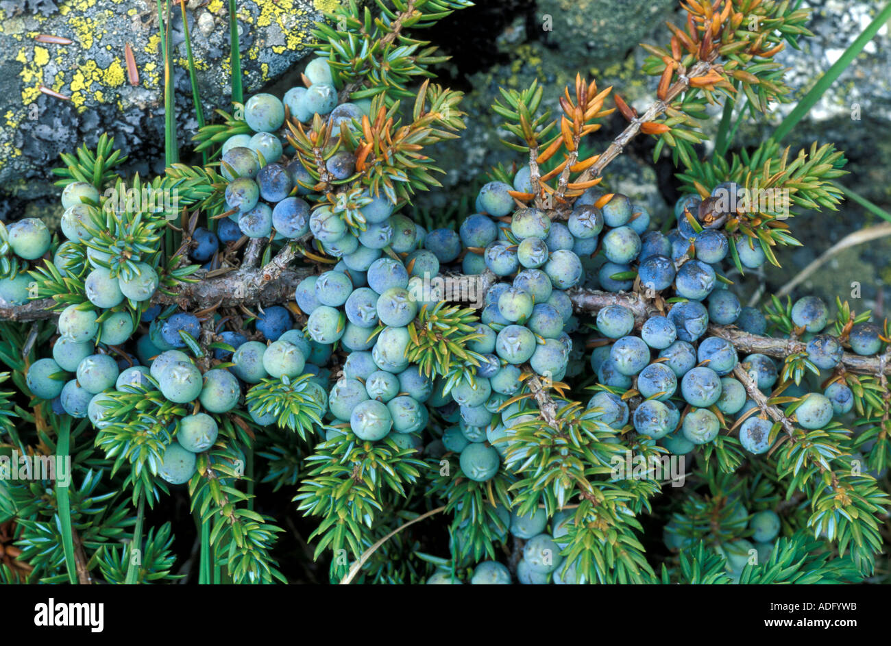 Juniperus communis Italy Stock Photo