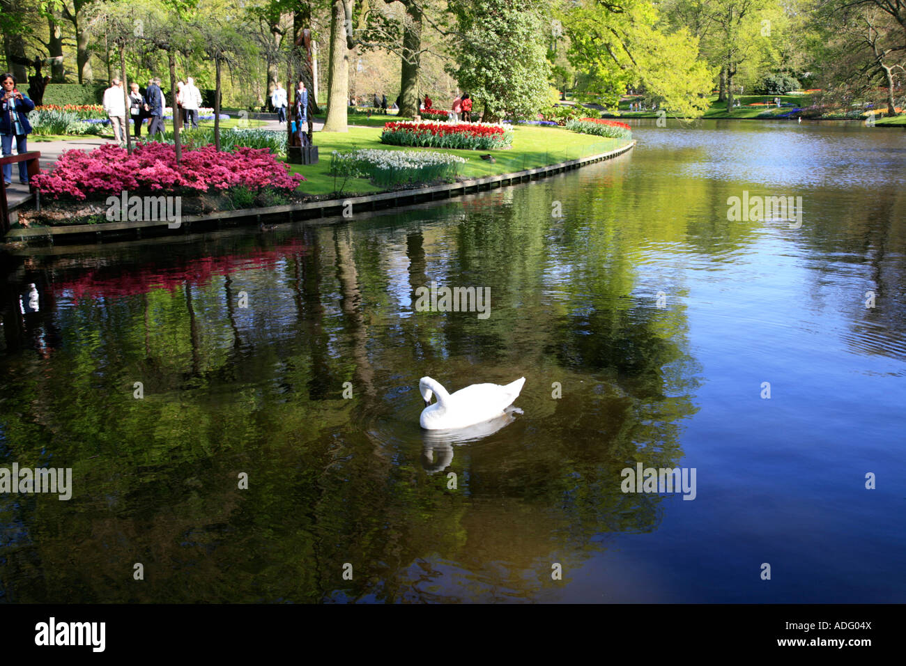 Swan in the Lake at Keukenhof Gardens in Lisse, Holland;Netherlands with tulips in bloom Stock Photo