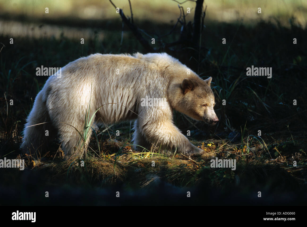 Spirit Kermode bear sow in the Great Bear Rainforest of British ...