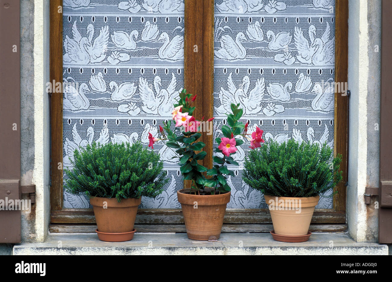 Mandevilla Splendens and hebe on window Italy Stock Photo