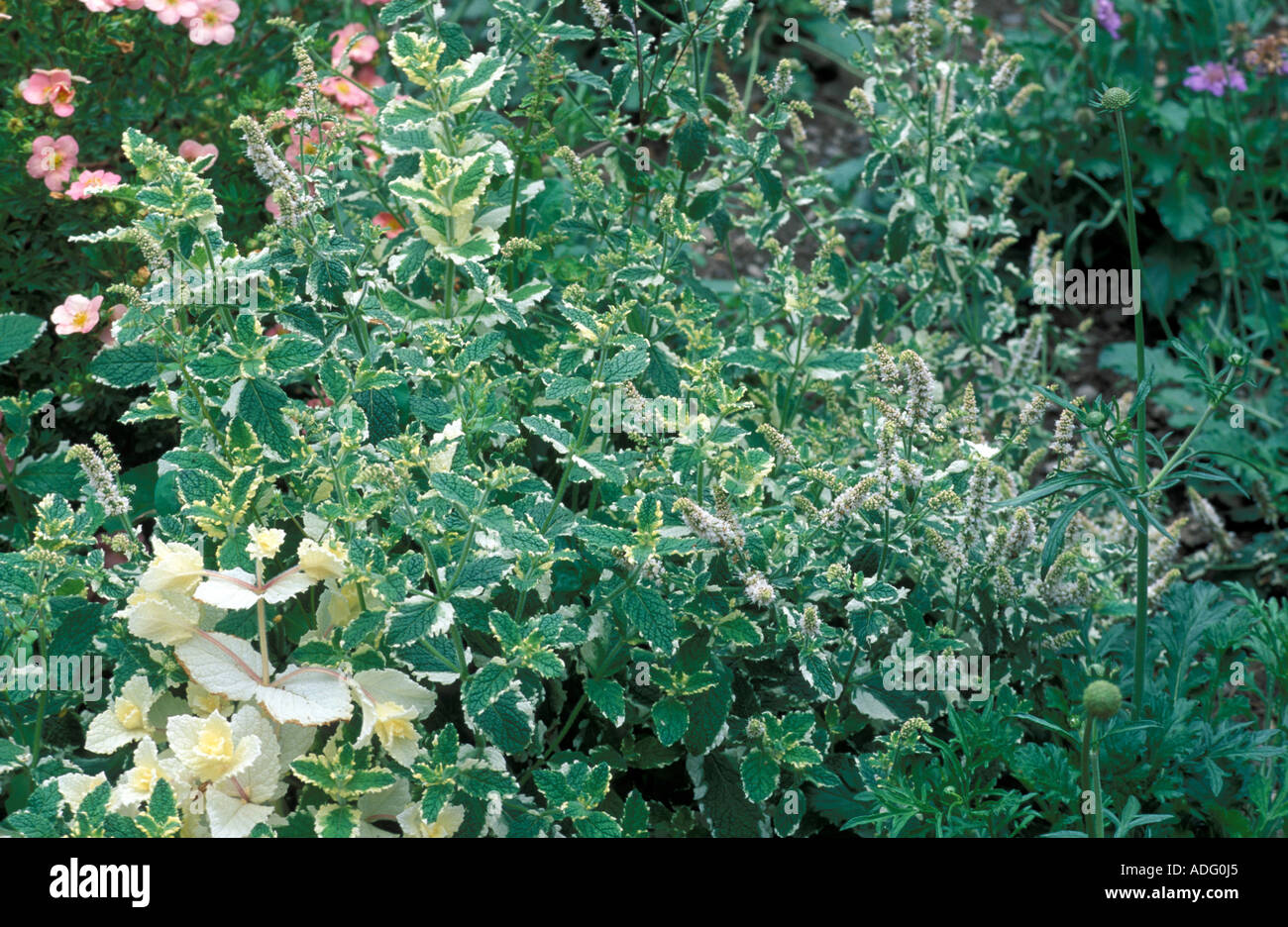 euphorbia mammillaris variegata Euphorbia mammillaris 'Variegata' main image 1