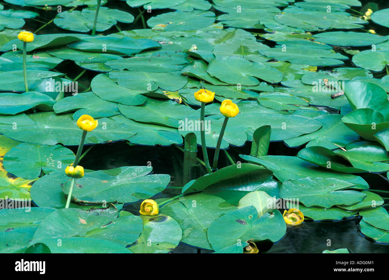 Nuphar Luteum Italy Stock Photo