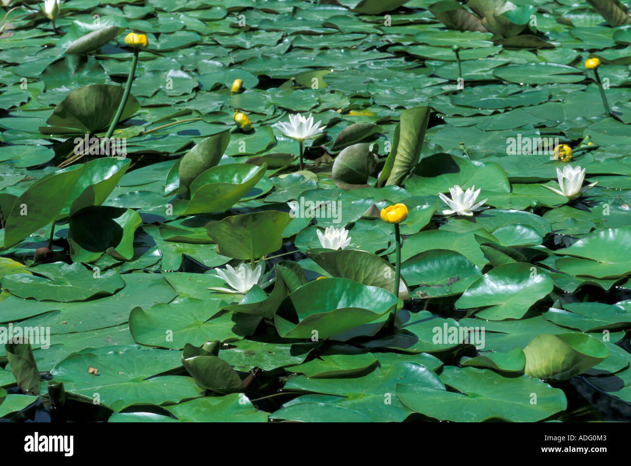 Nuphar Luteum and Nymphaea Alba Italy Stock Photo