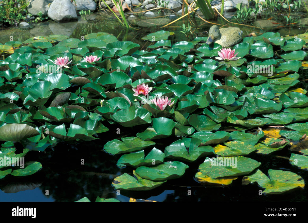 Nymphaea in water Italy Stock Photo