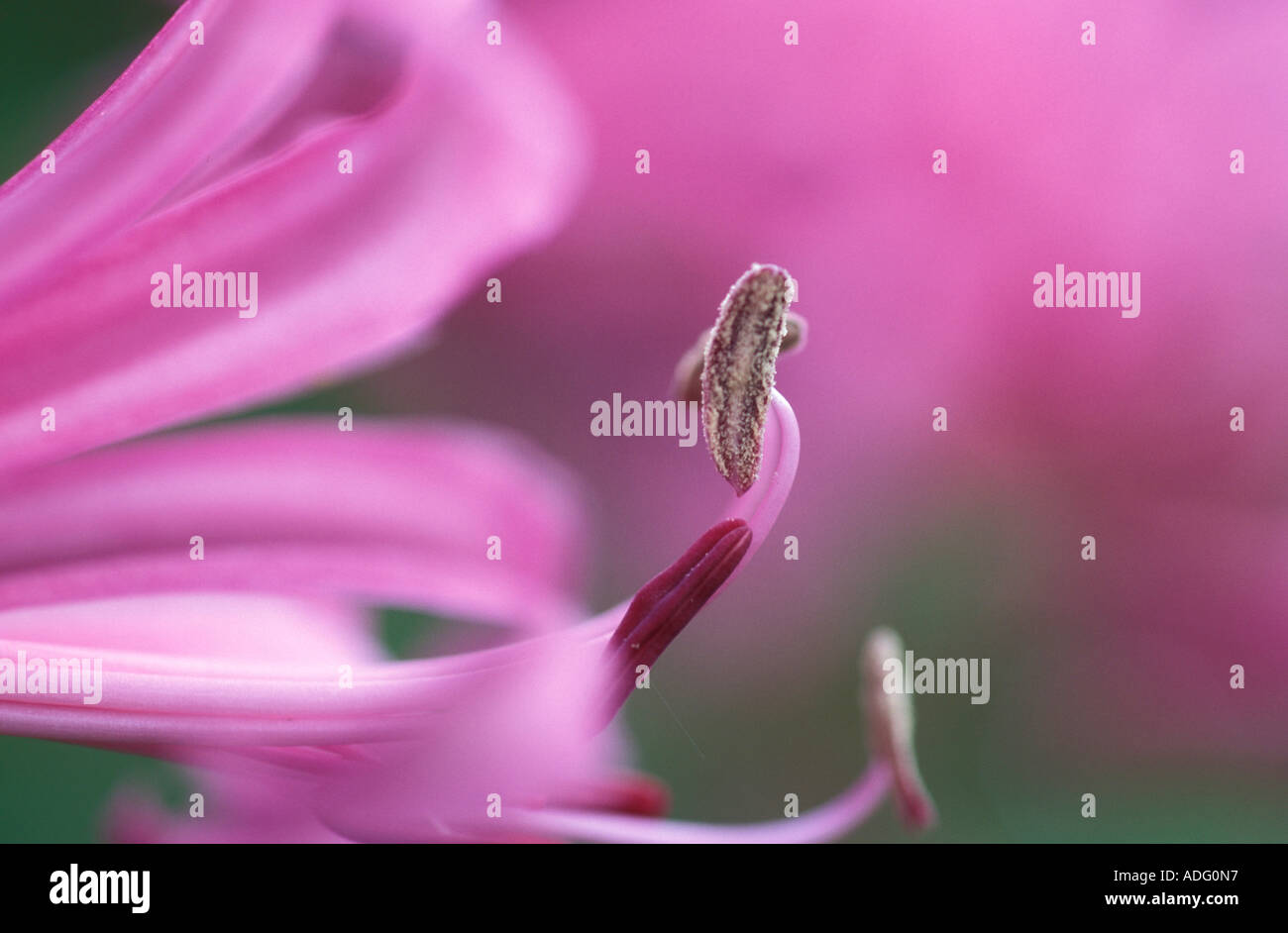 Stamen and pistil of Nerine Bowdenii Italy Stock Photo