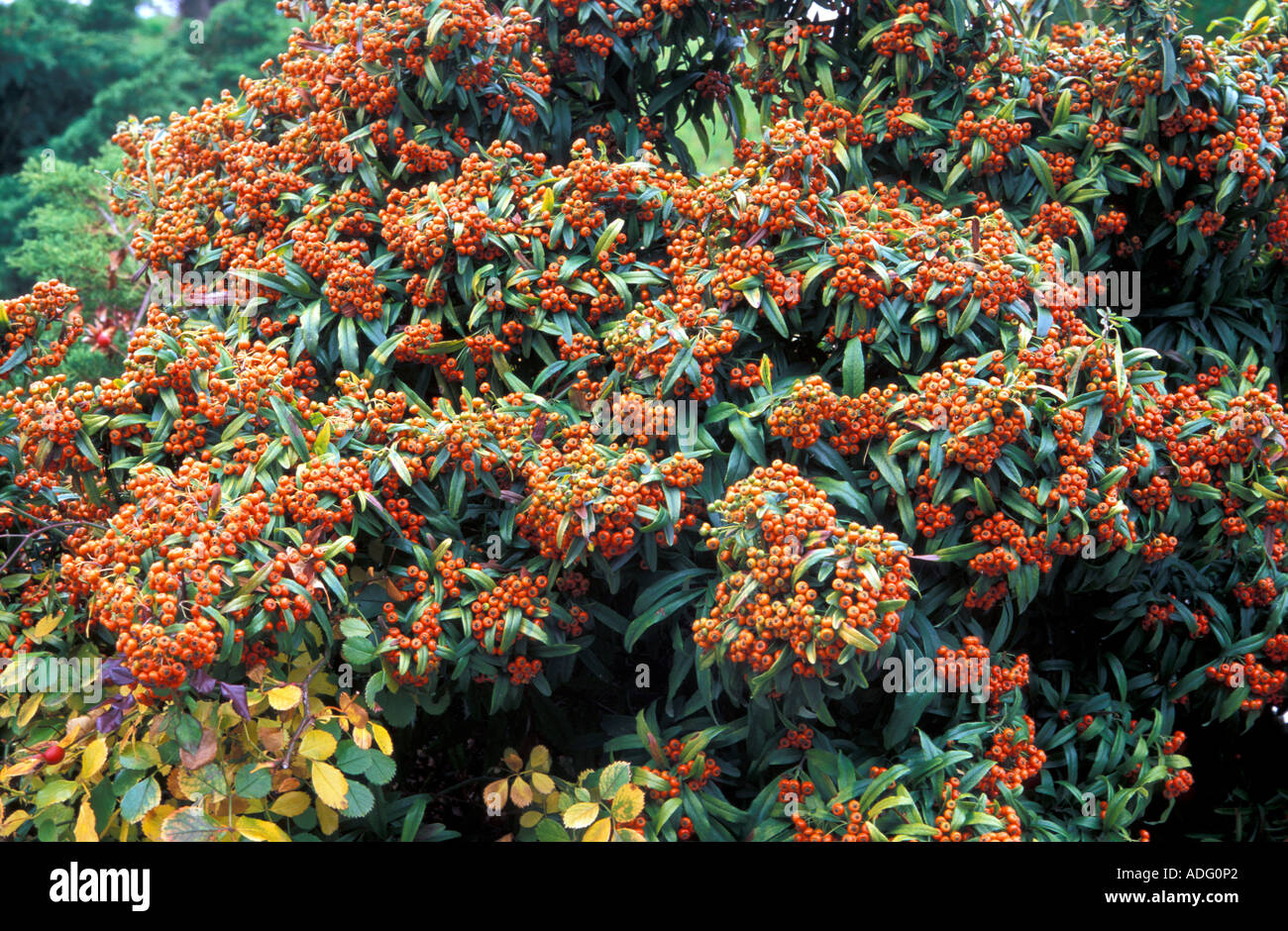 Pyracantha orange glow italy hi-res stock photography and images - Alamy