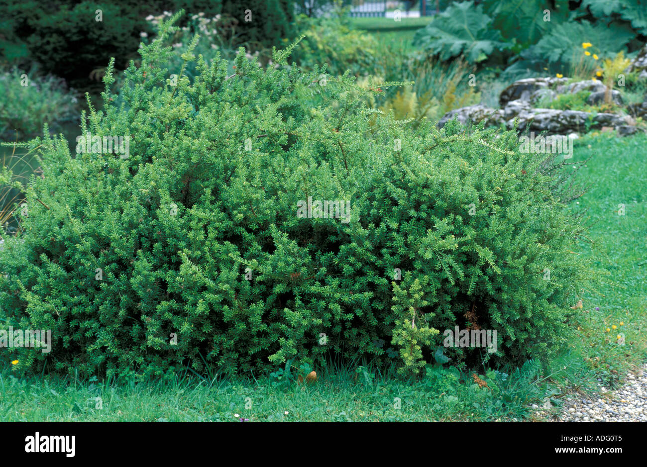 Podocarpus nivalis Alpine Totara Italy Stock Photo