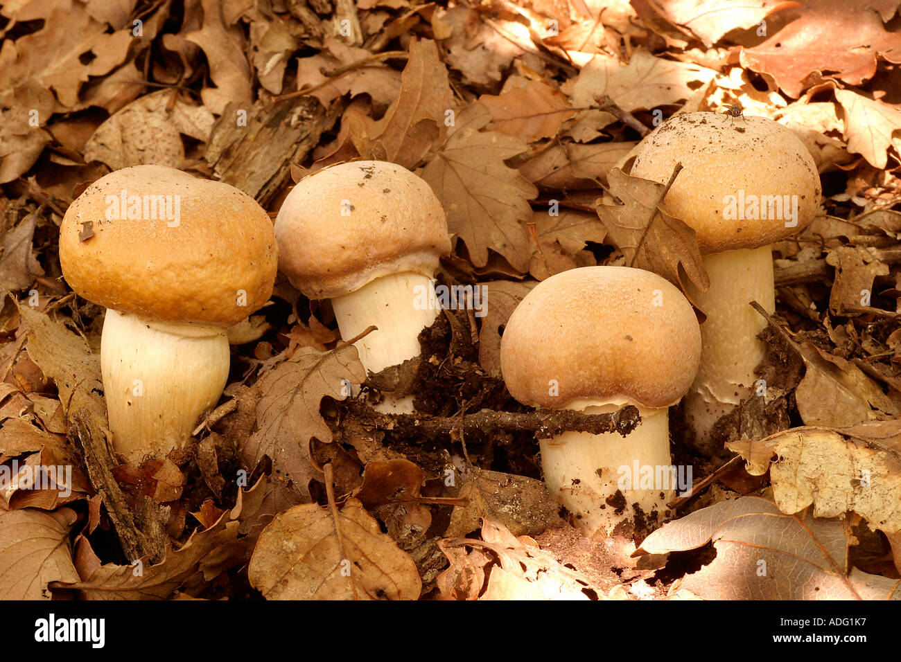 Rozites Caperata Italy Stock Photo Alamy
