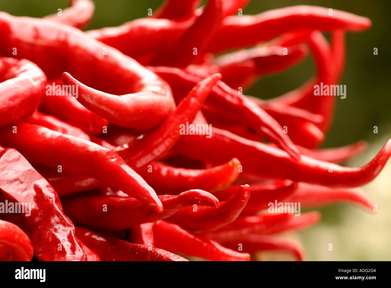 Capsicum annuum Italy Stock Photo