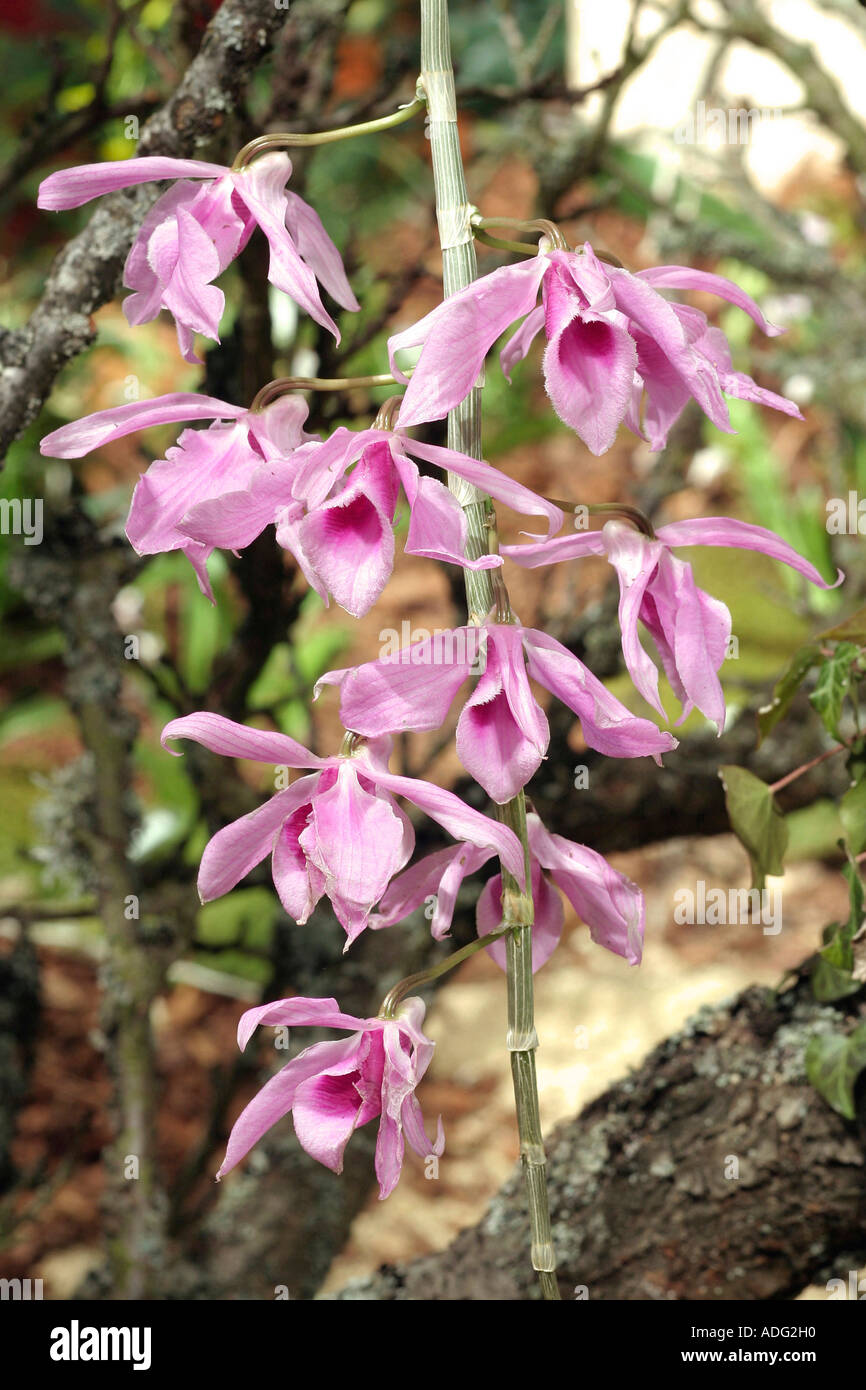 Dendrobium superbum Giganteum orchid Stock Photo