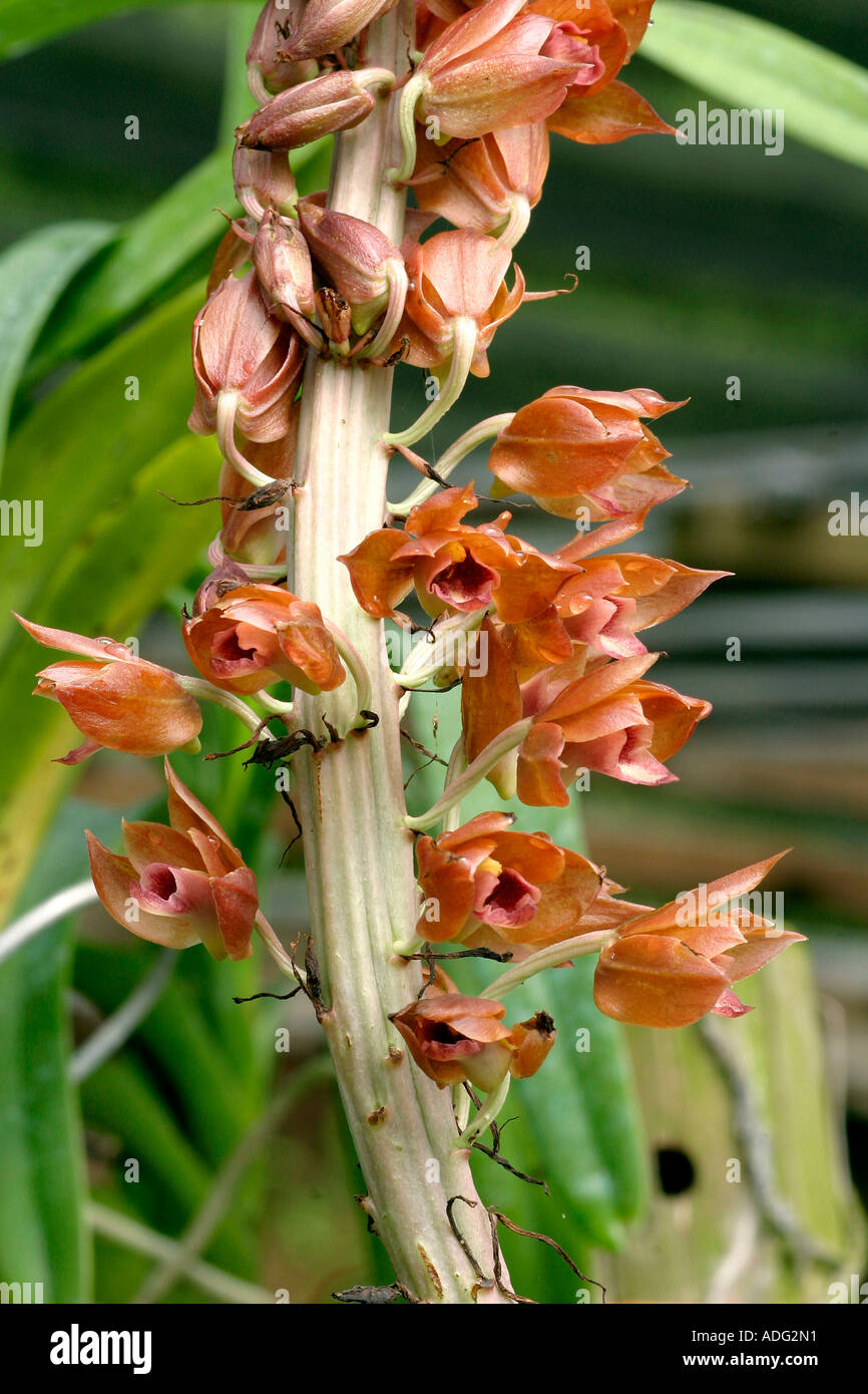 Eulophia sp orchid Stock Photo