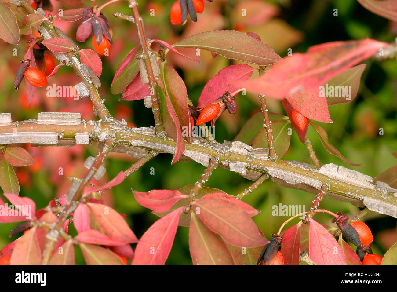 Euonymus alatus winged spindle tree Stock Photo Alamy