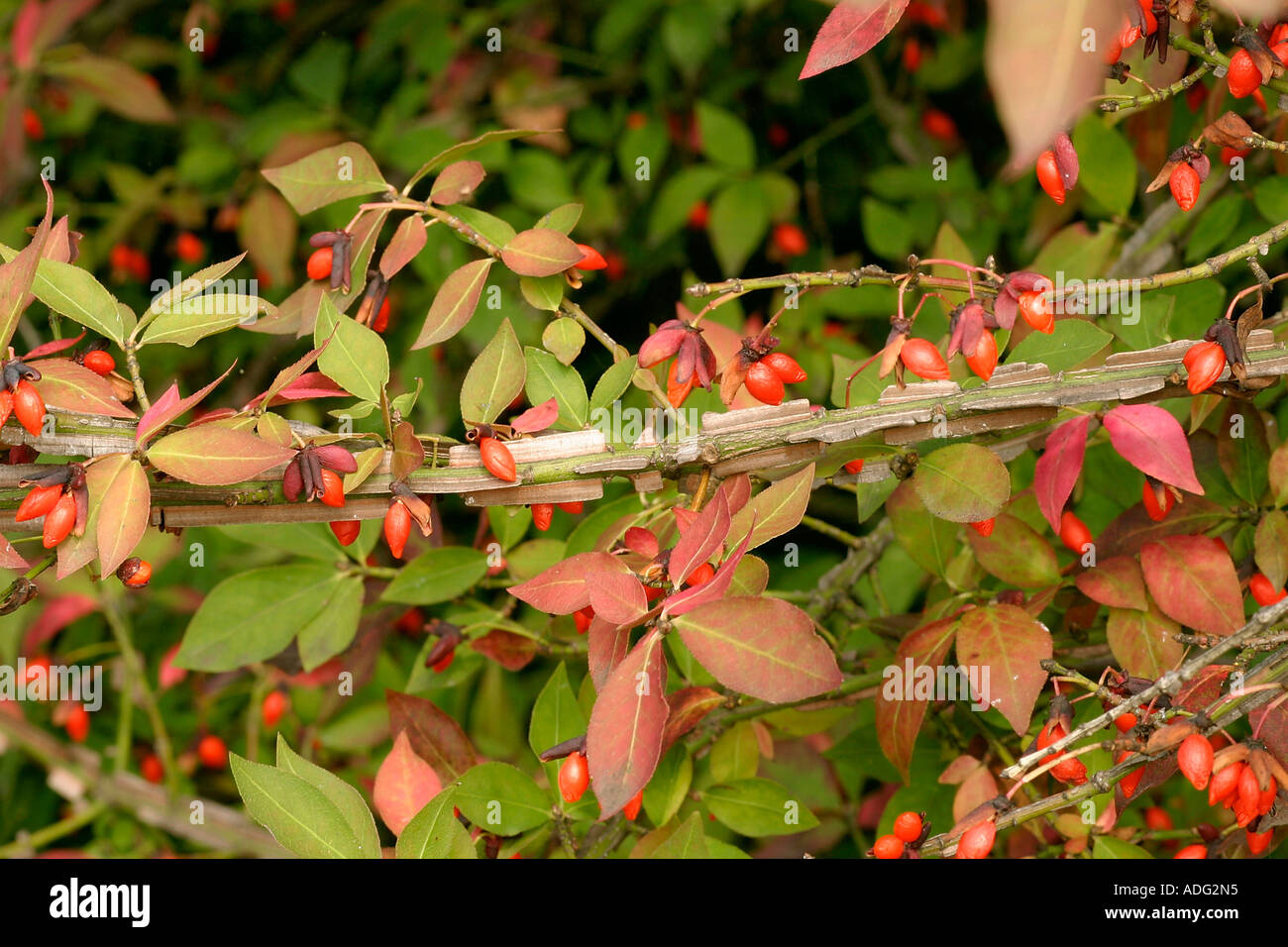 Euonymus alatus winged spindle tree Stock Photo 7663060 Alamy