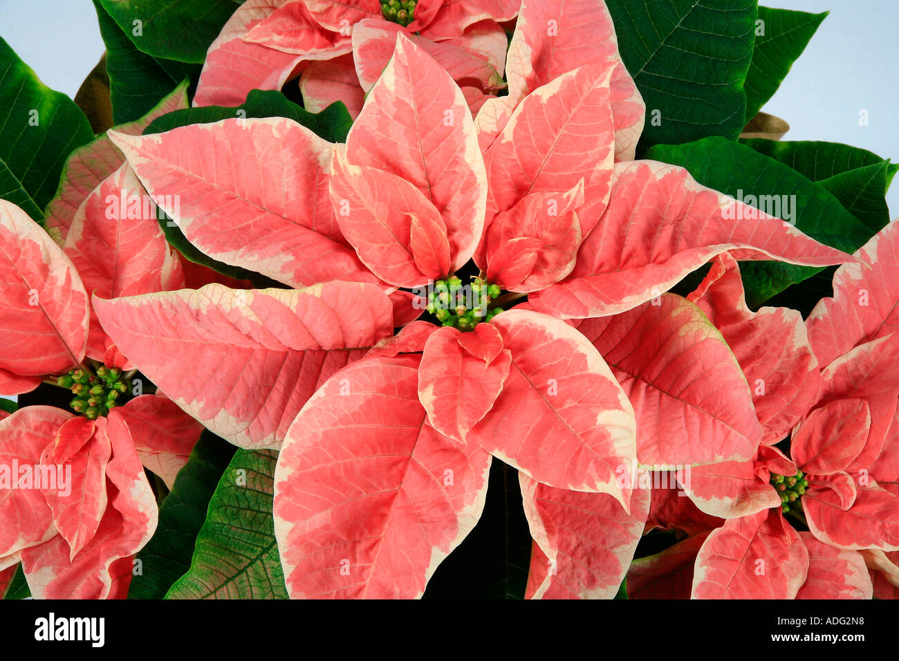Stella Di Natale Wikipedia.Natale High Resolution Stock Photography And Images Alamy