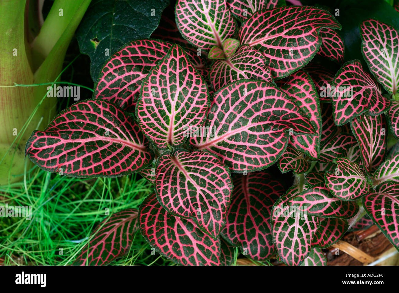 Fittonia verschaffeltii nerve plant Stock Photo 7663077 Alamy