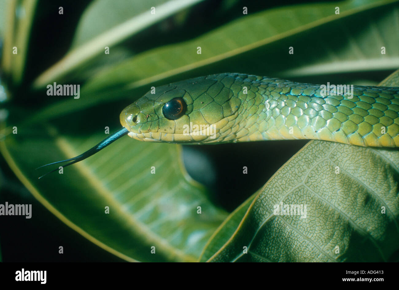 West African Green Bush Viper (Atheris chlorechis) / NATURE's WINDOW