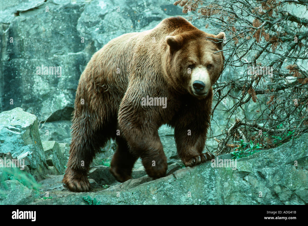 Brown bear Ursus actos Highland Wildlife Park Kincraig Scotland UK Stock Photo