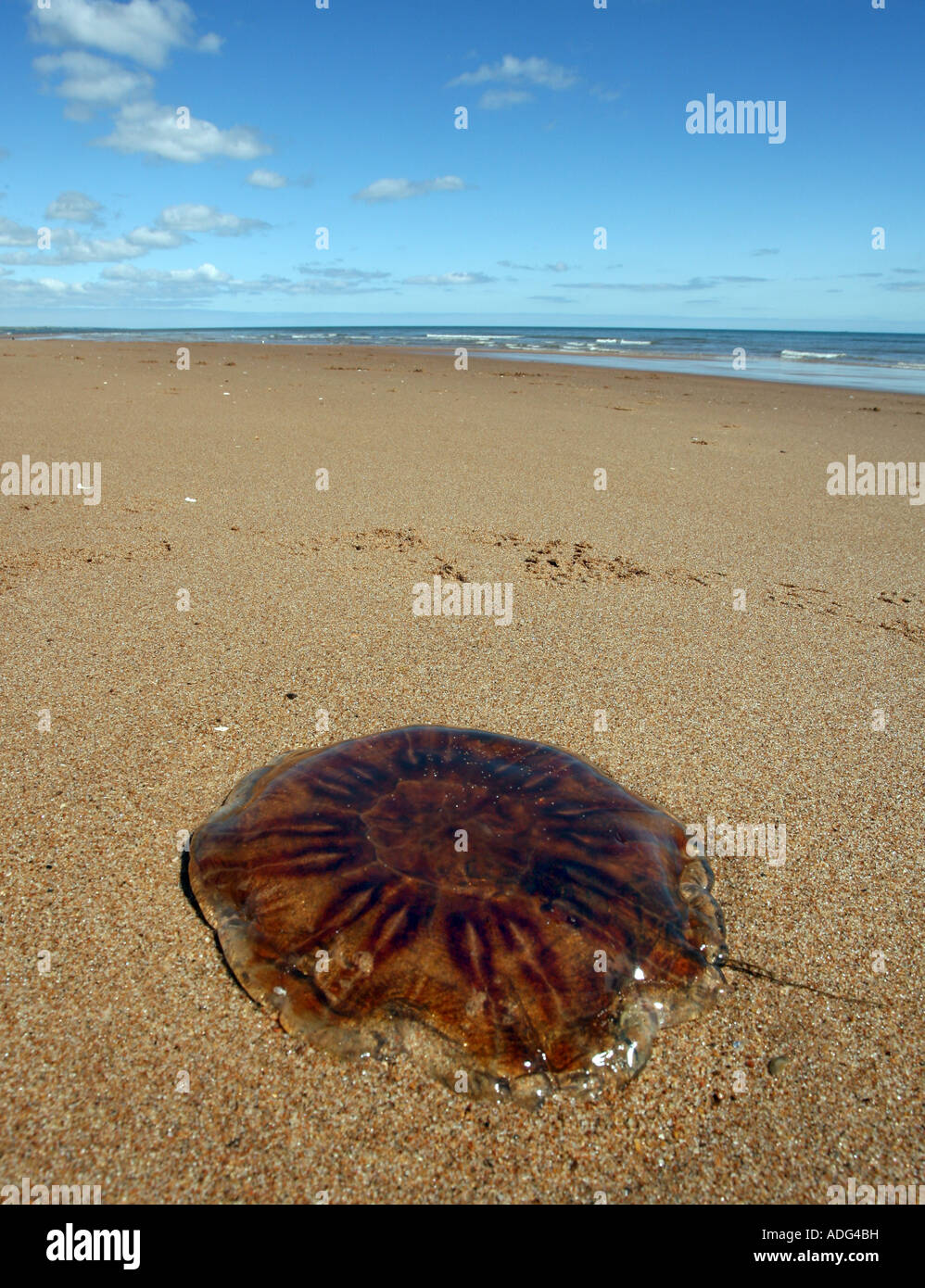 Jellyfish washed up on Balmedie Beach near Aberdeen, Scotland, UK Stock Photo