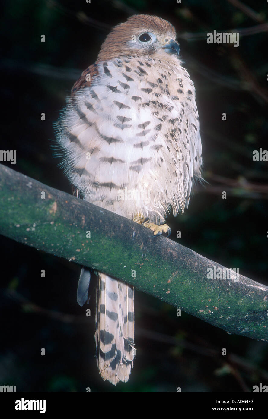 Mauritus kestrel Falco punctatus captive specimen Jersey Zoo UK Stock Photo