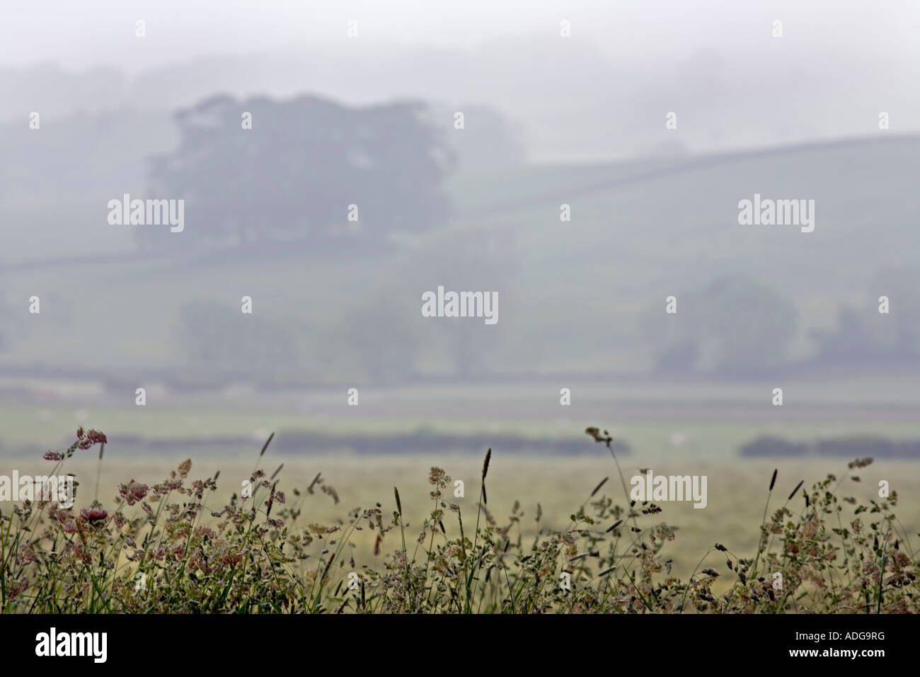 Rural scene misty early summer's morning Stock Photo - Alamy