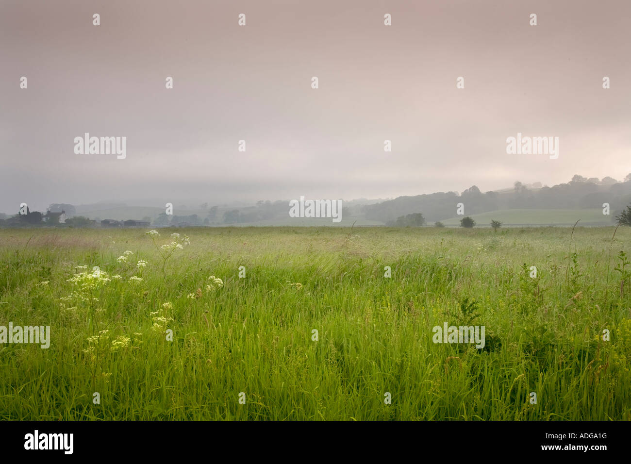 Yorkshire meadow on a misty morning, early summer. Stock Photo
