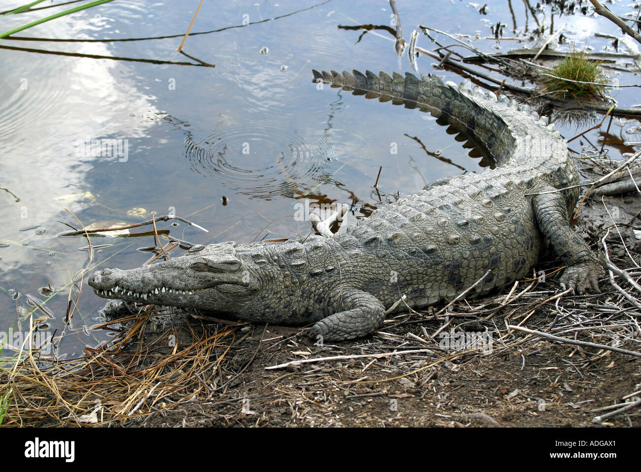 Crocodile Cayo Largo island Cuba West Indies Central America Stock Photo