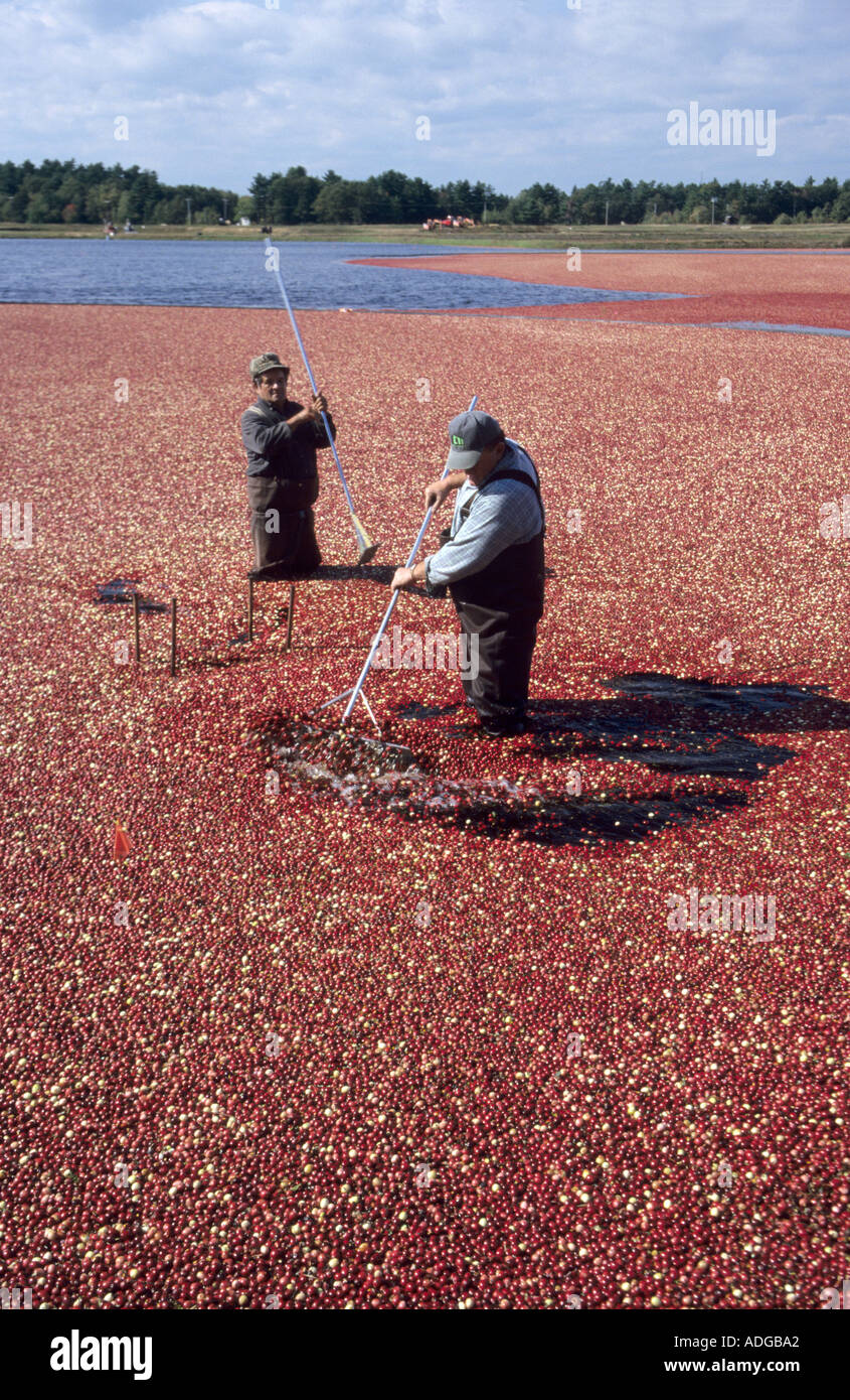 Ocean spray cranberry hires stock photography and images Alamy
