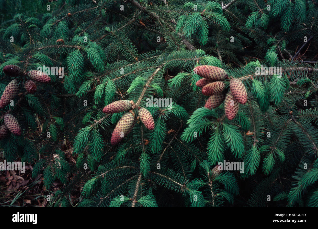 Pine cones Likiang Spruce Picea from South West China Kew Gardens Surrey Stock Photo