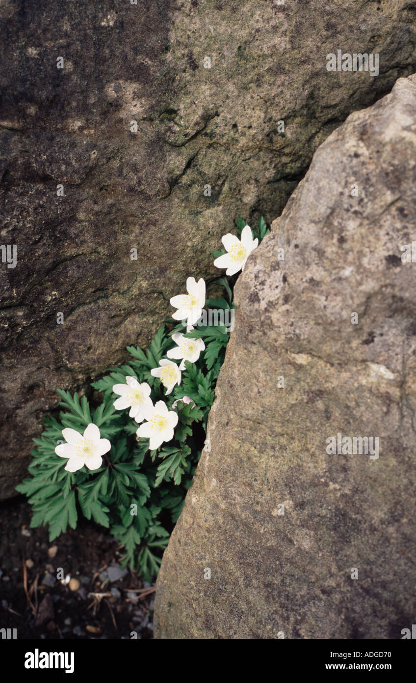 Rockery plant white anemone Kew Gardens Surrey, England UK Stock