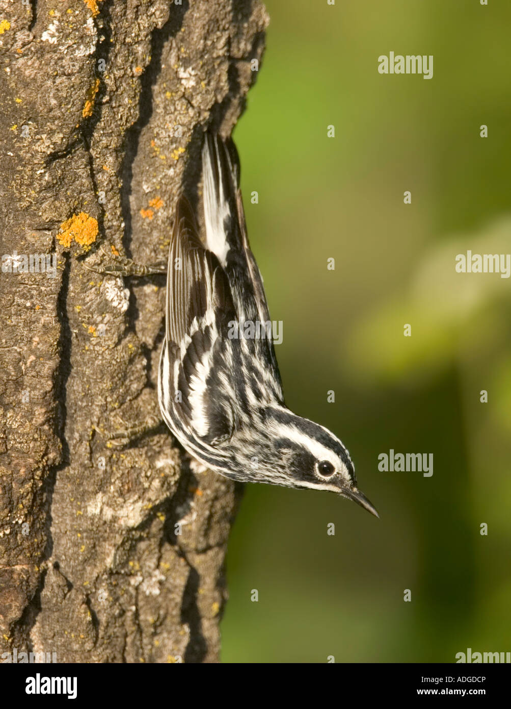 Black-and-white Warbler Mniotilta varia Tamarack Aitkin County Minnesota USA 11 June Adult Male Paurilidae Stock Photo