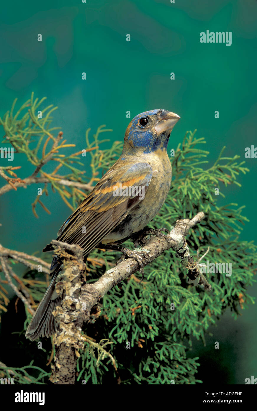 Blue Grosbeak Passerina caerulea Kickapoo Caverns State Park Texas United States May First year Male Cardinalidae Stock Photo